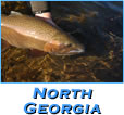 North Georgia Trophy Trout